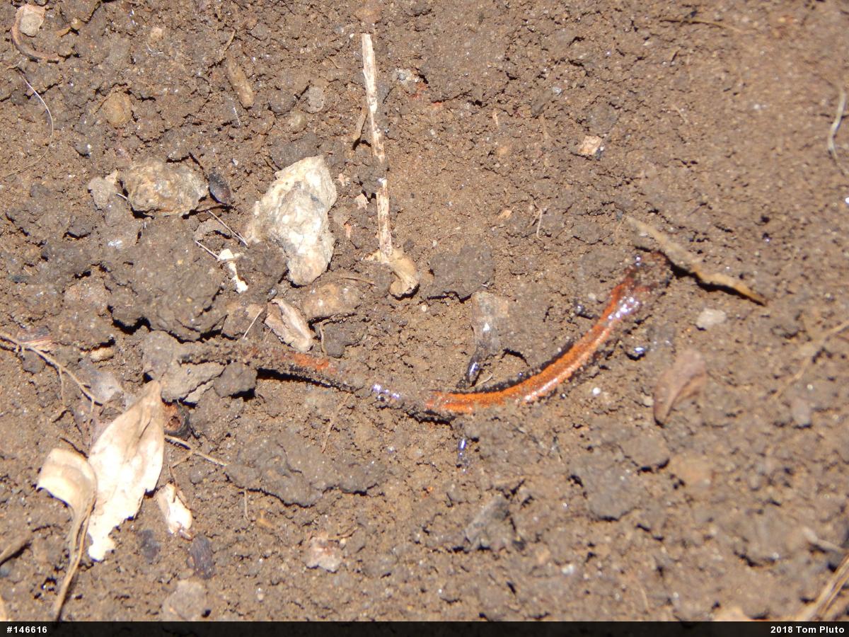 Eastern Red-backed  Salamander