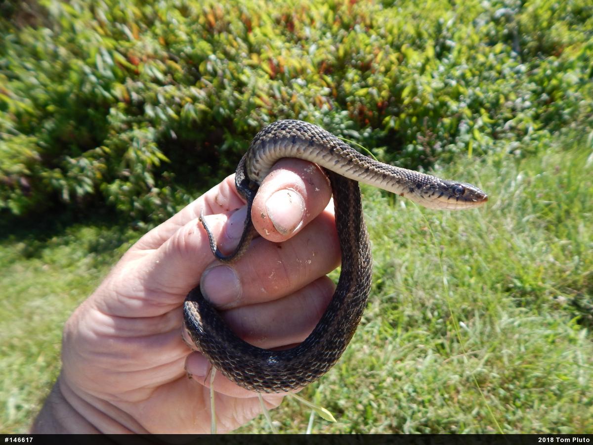 Eastern Gartersnake