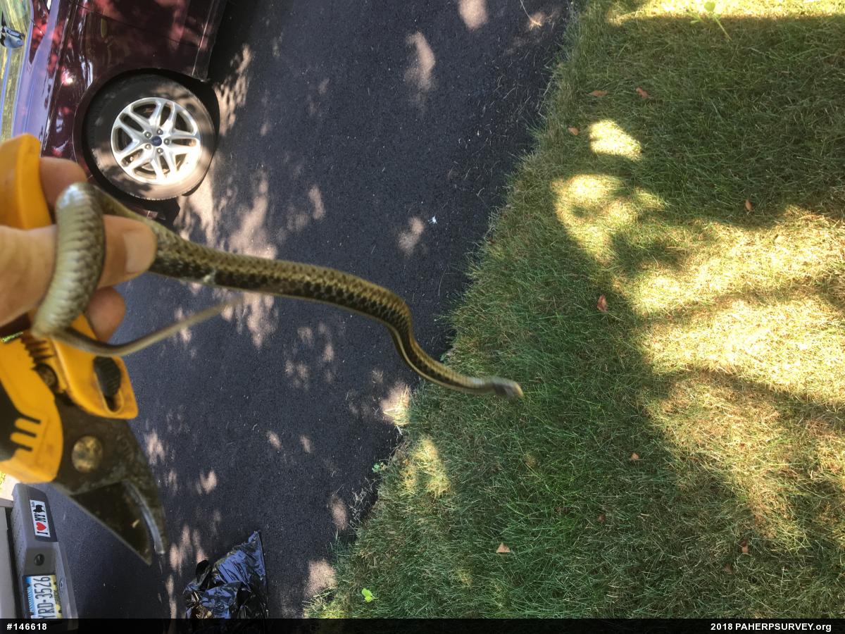 Eastern Gartersnake