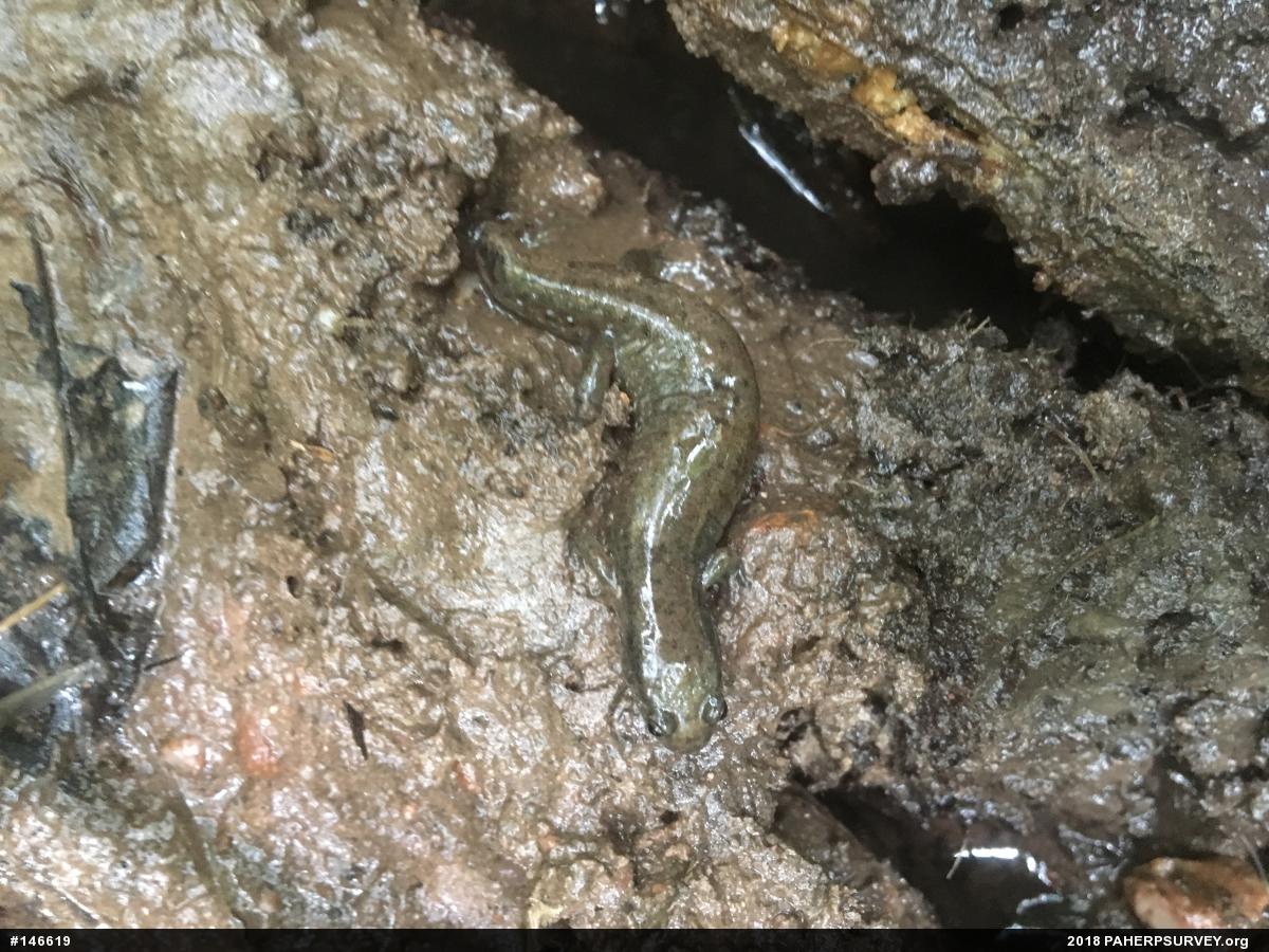Northern Dusky Salamander