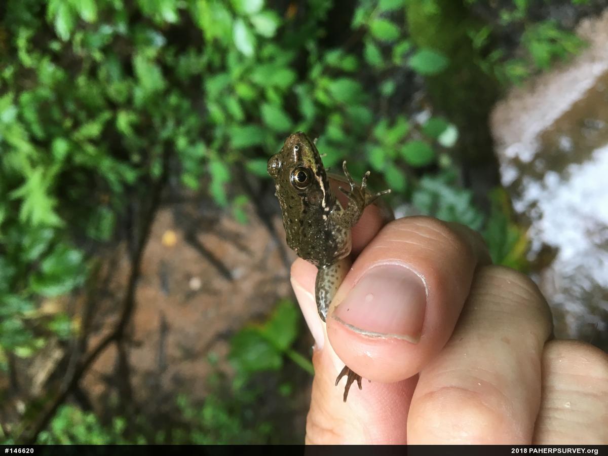 Green Frog