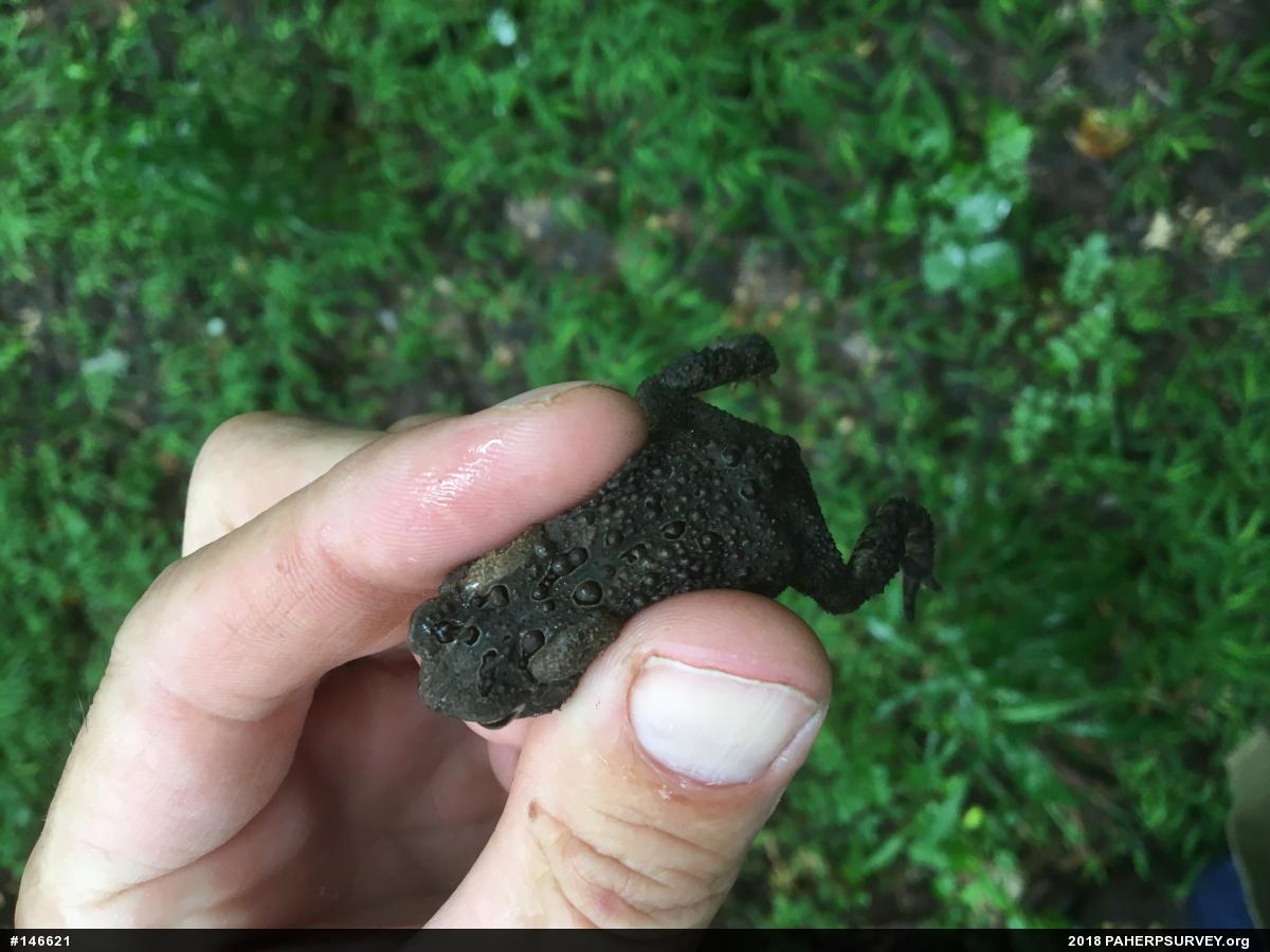 Eastern American Toad