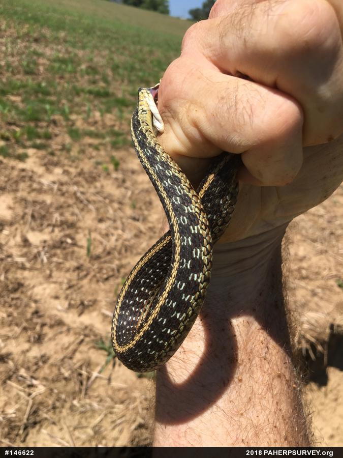 Eastern Gartersnake