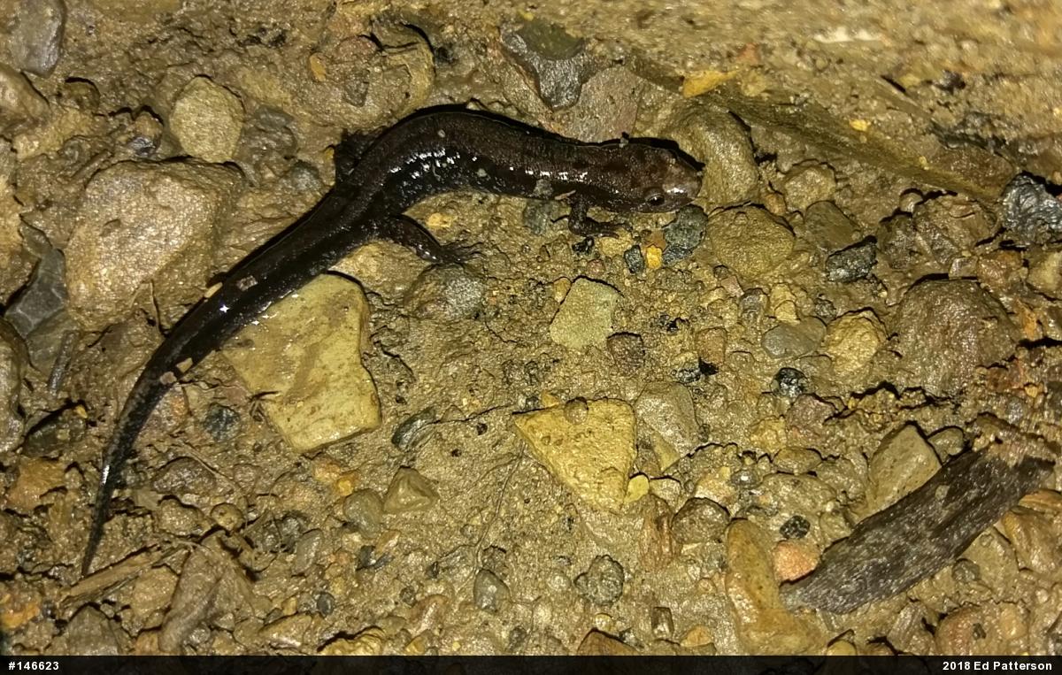 Allegheny Mountain Dusky Salamander