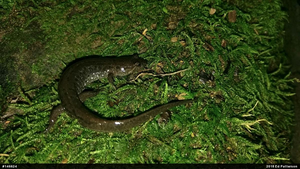 Northern Dusky Salamander