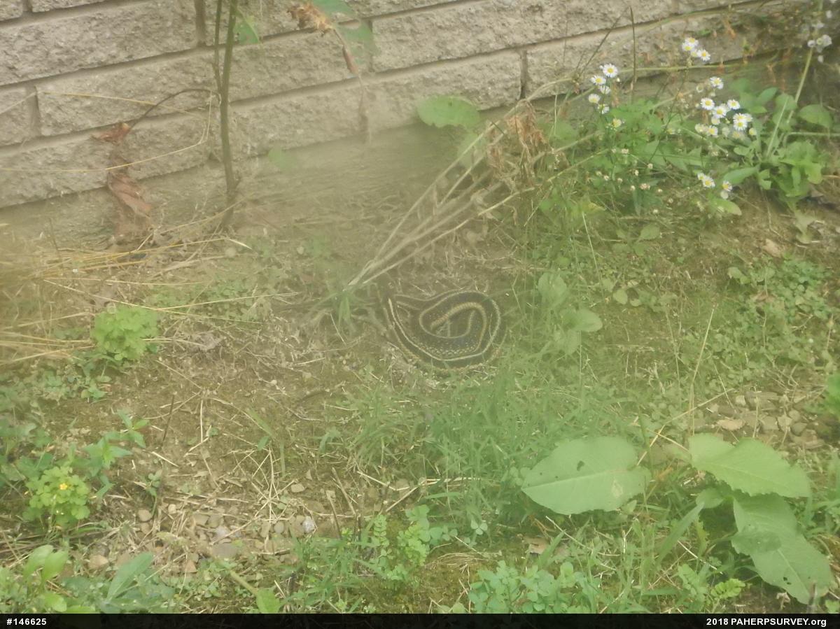 Eastern Gartersnake