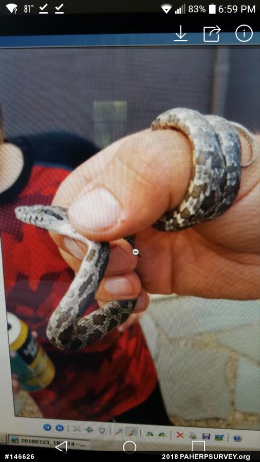 Eastern Ratsnake