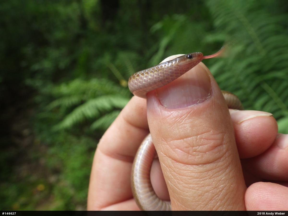 Eastern Wormsnake