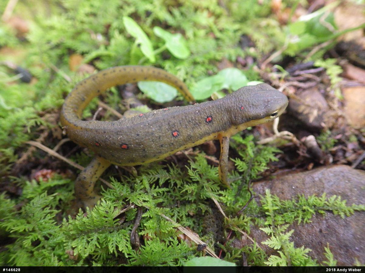 Red-spotted Newt