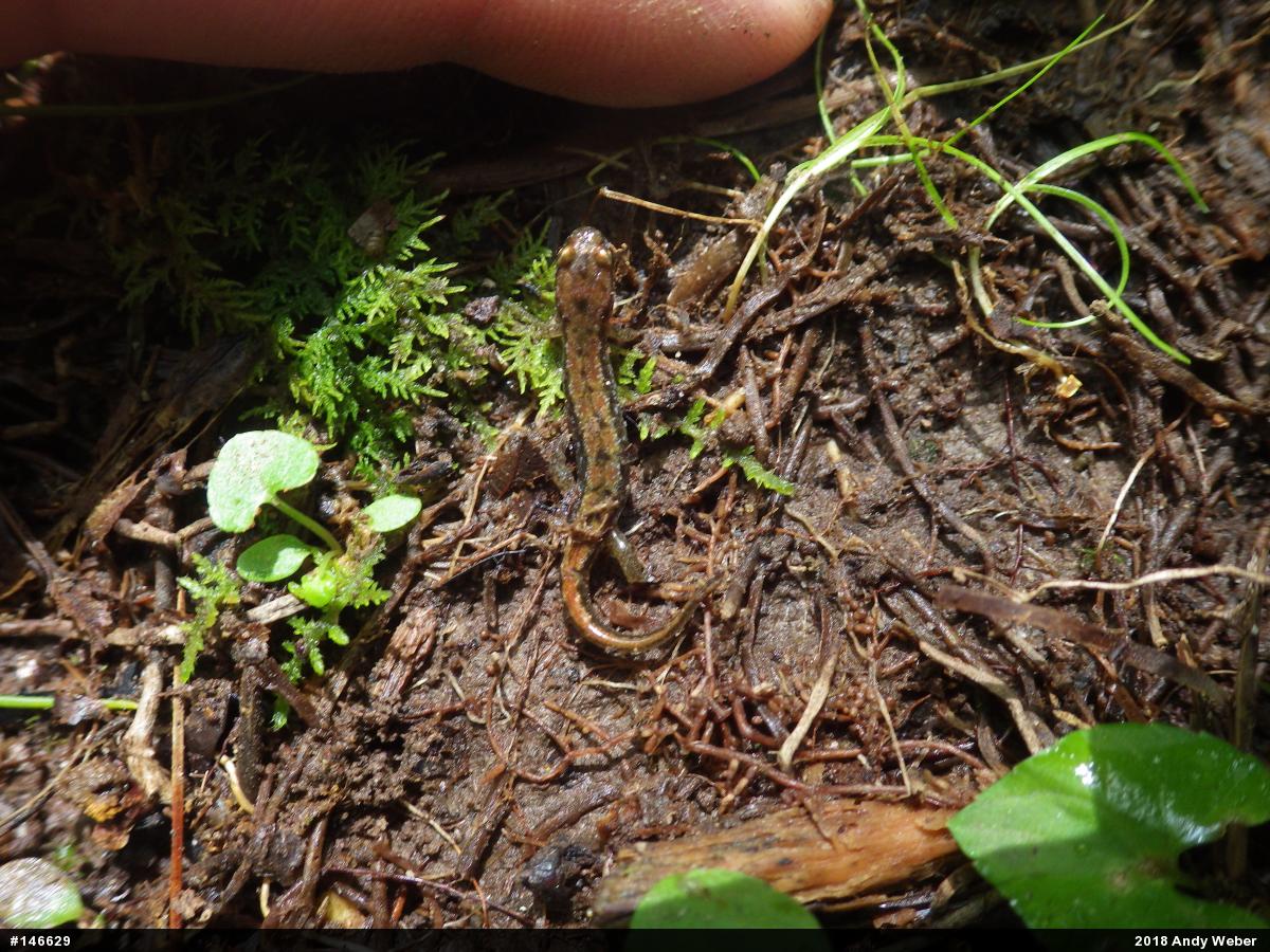 Northern Dusky Salamander