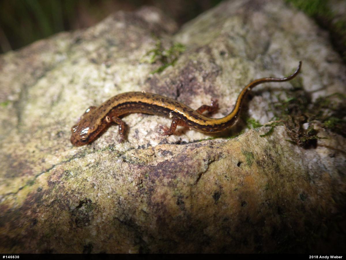 Northern Two-lined Salamander
