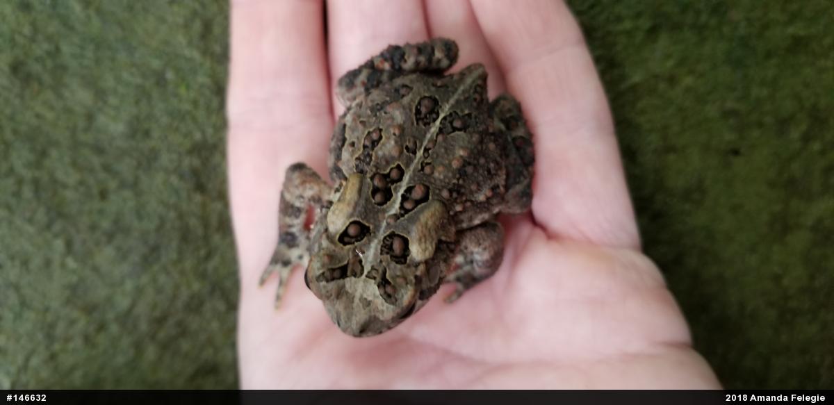 Eastern American Toad