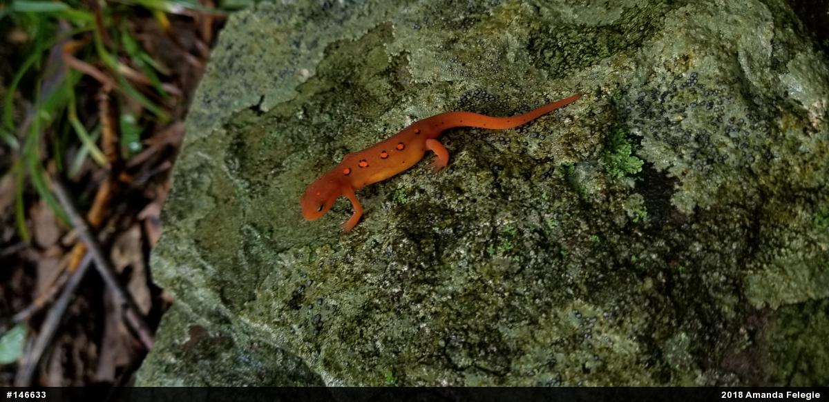 Red-spotted Newt