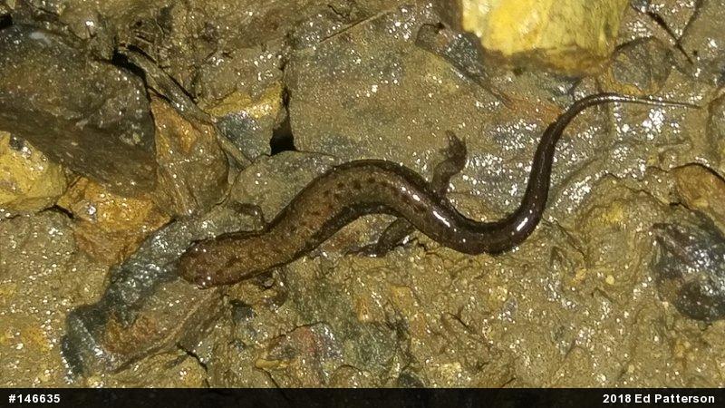 Allegheny Mountain Dusky Salamander