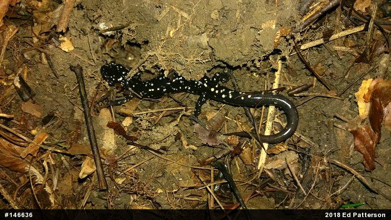 Northern Slimy Salamander