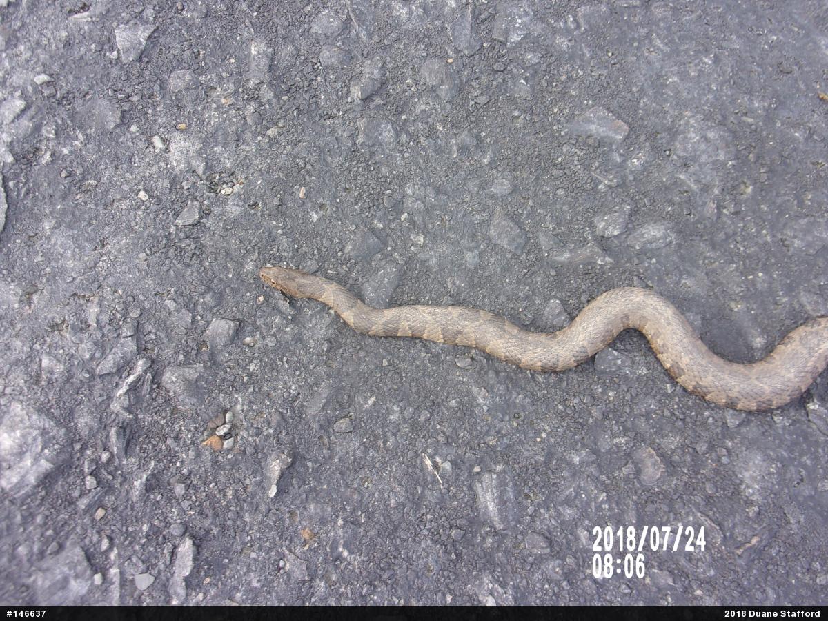 Northern Watersnake