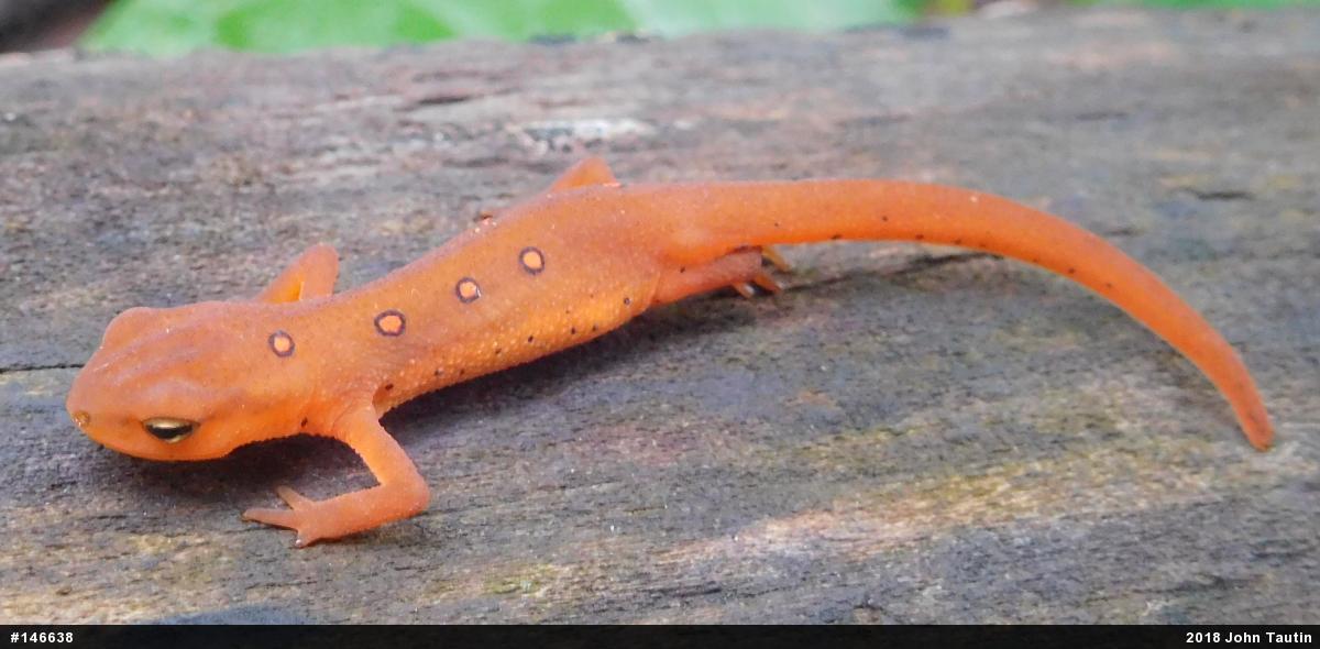 Red-spotted Newt