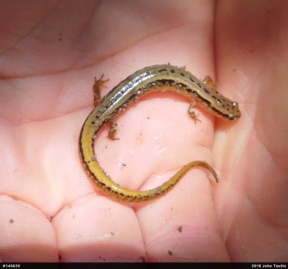 Northern Two-lined Salamander