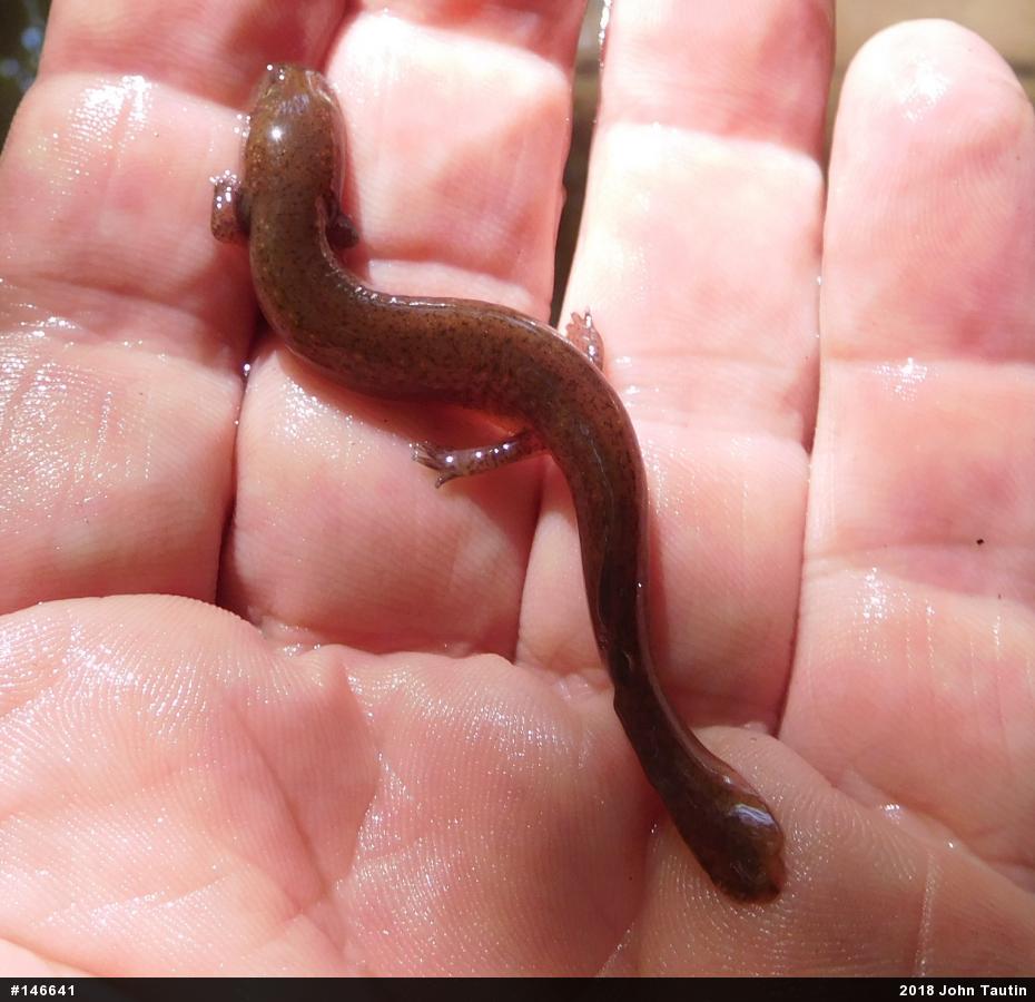 Northern Red Salamander