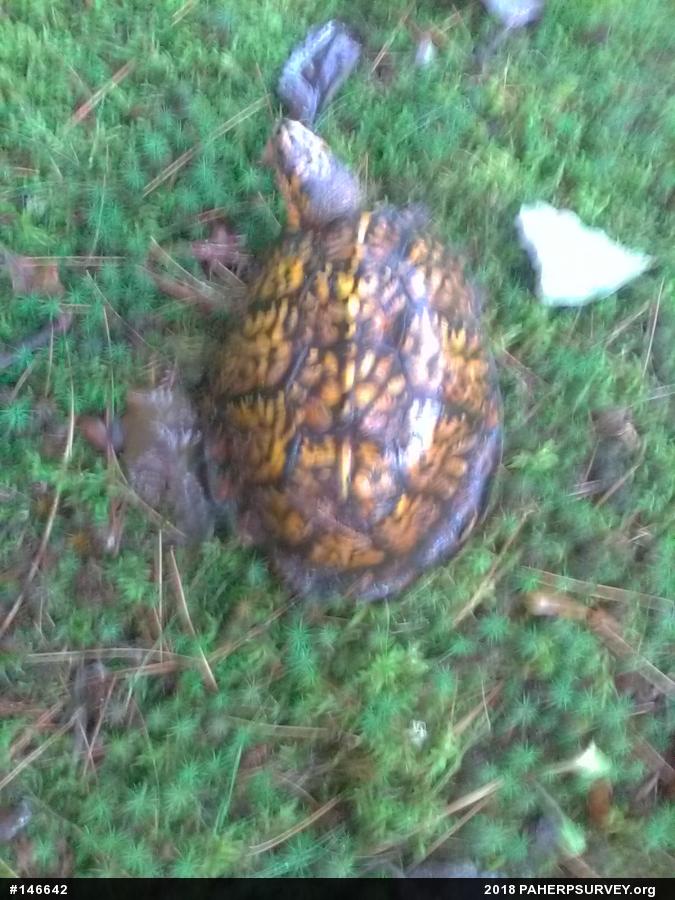 Eastern Box Turtle