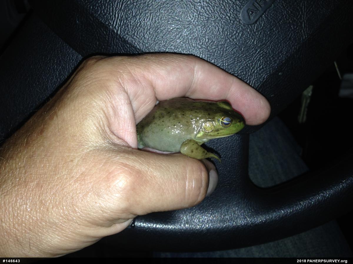American Bullfrog