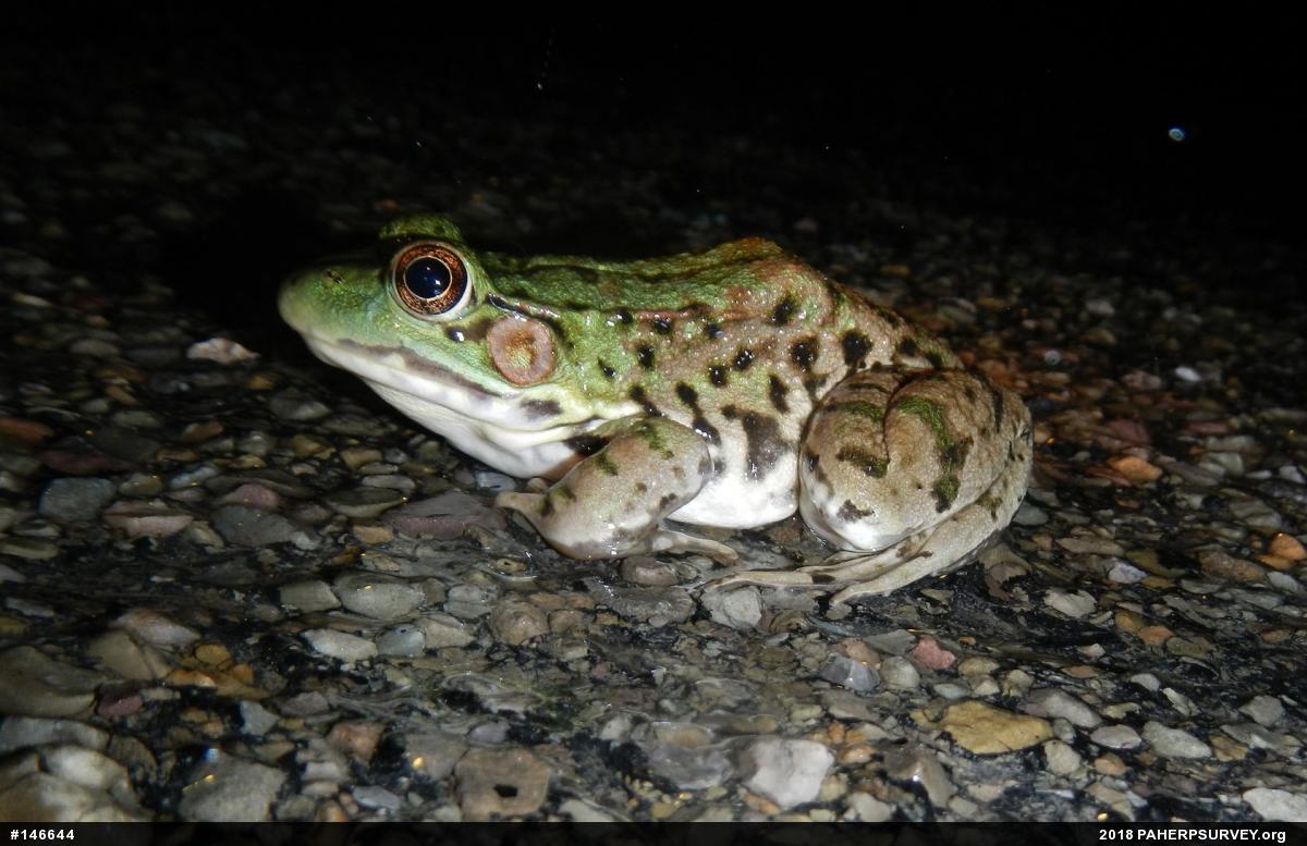 Green Frog