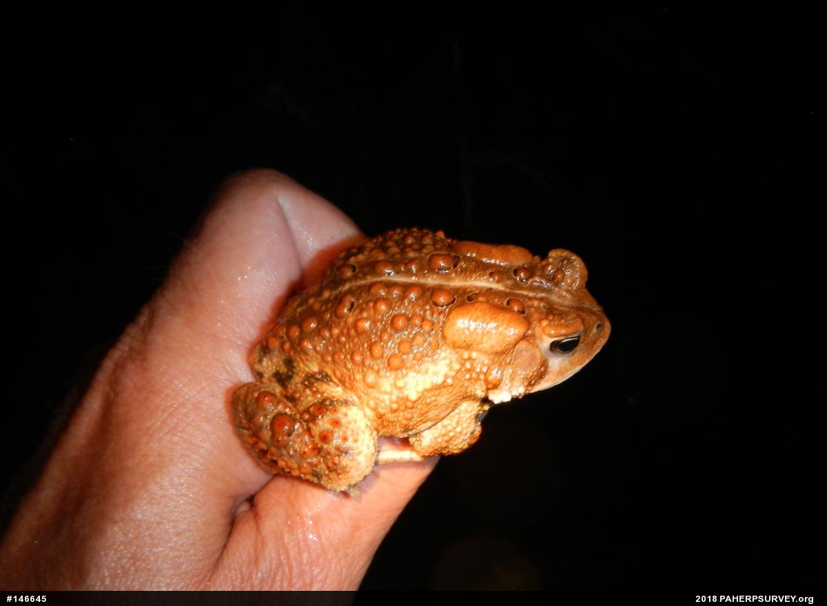 Eastern American Toad