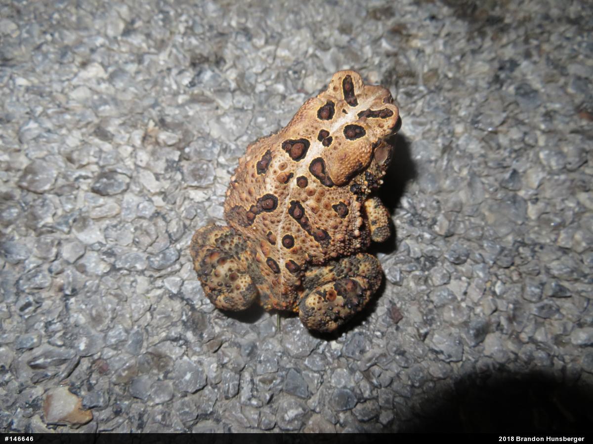 Eastern American Toad