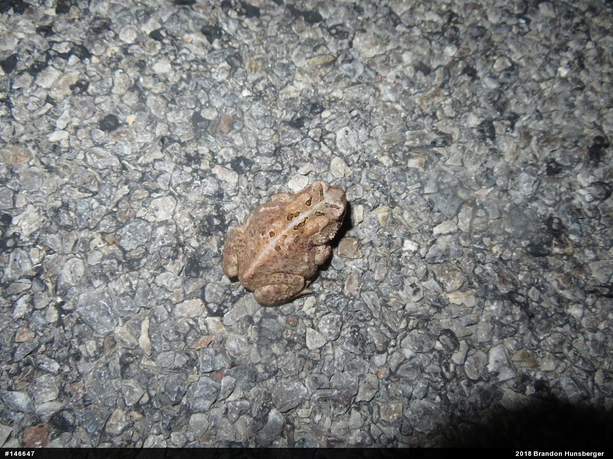 Eastern American Toad