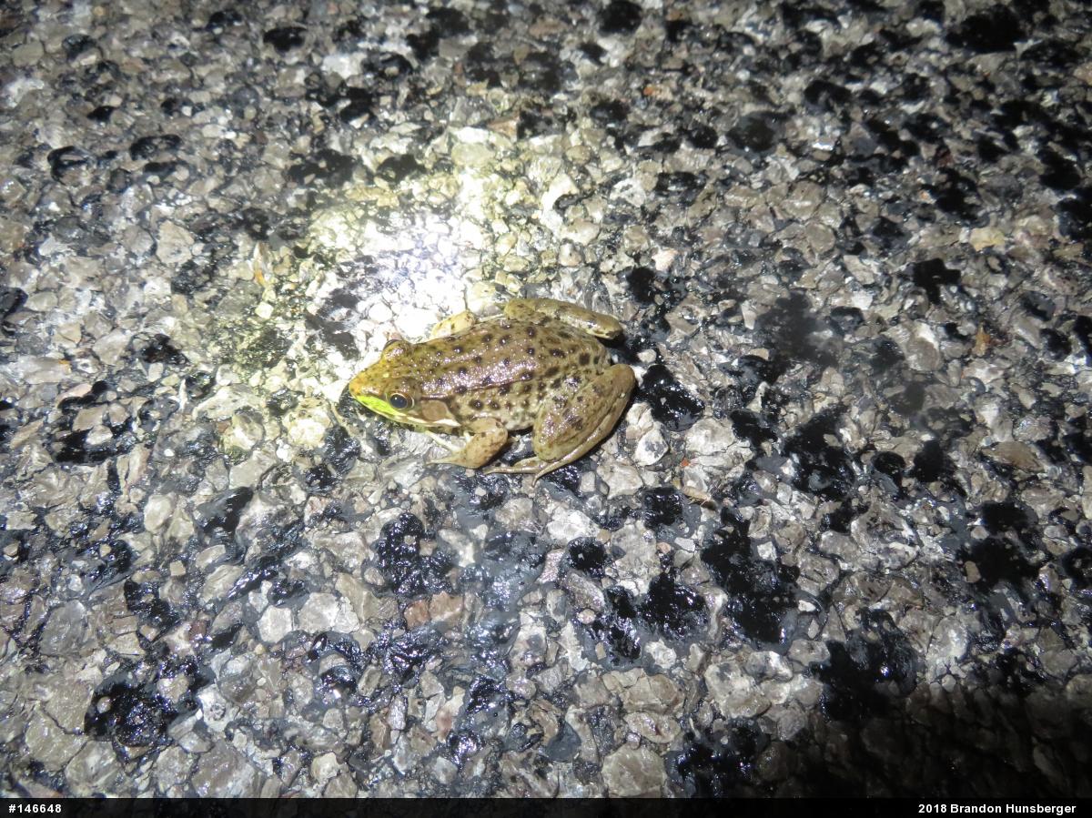 Green Frog