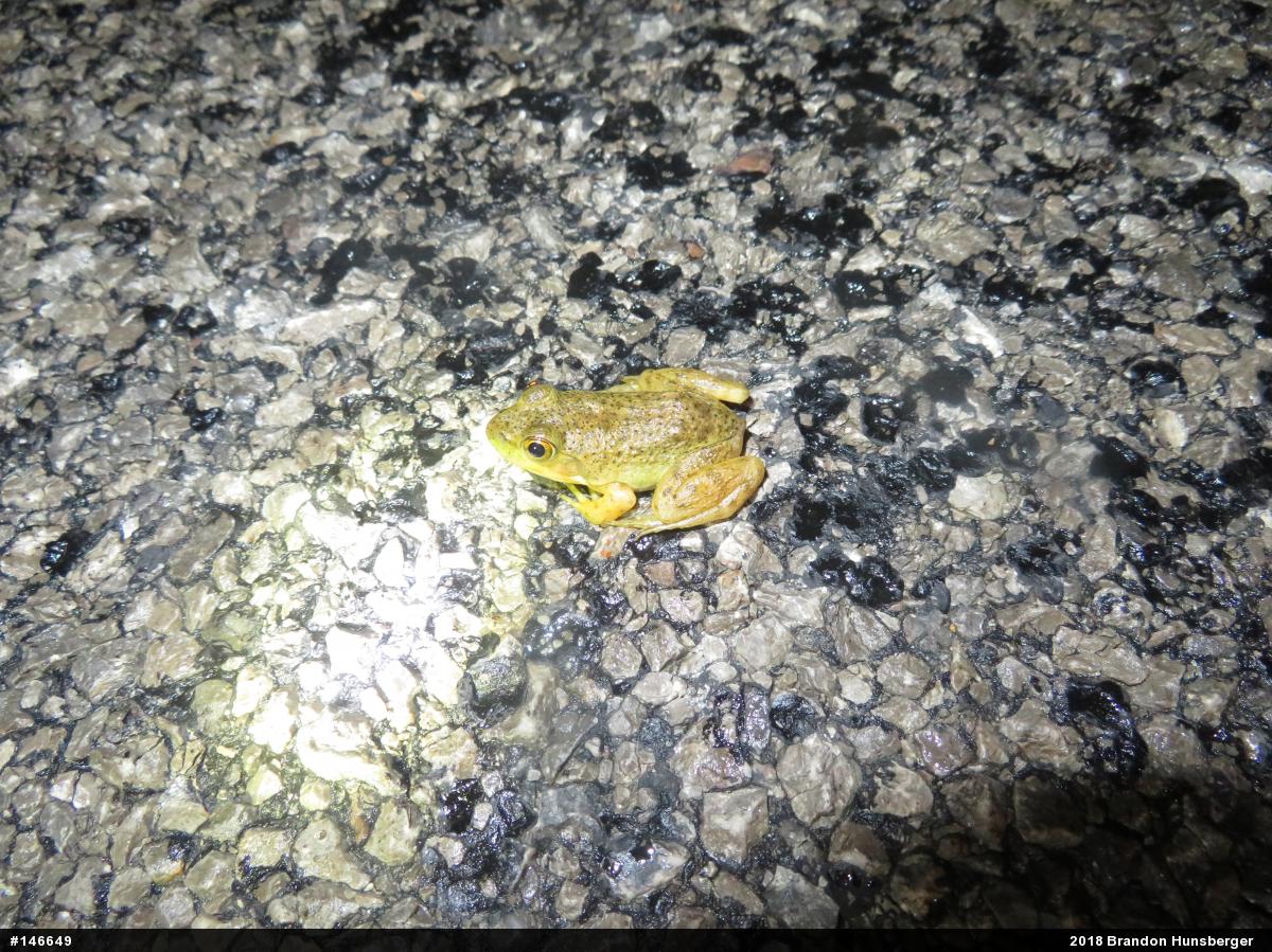 American Bullfrog