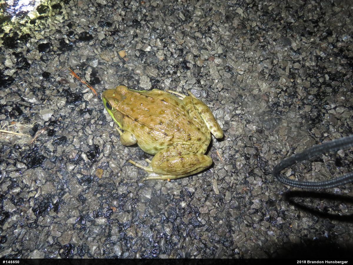 Green Frog