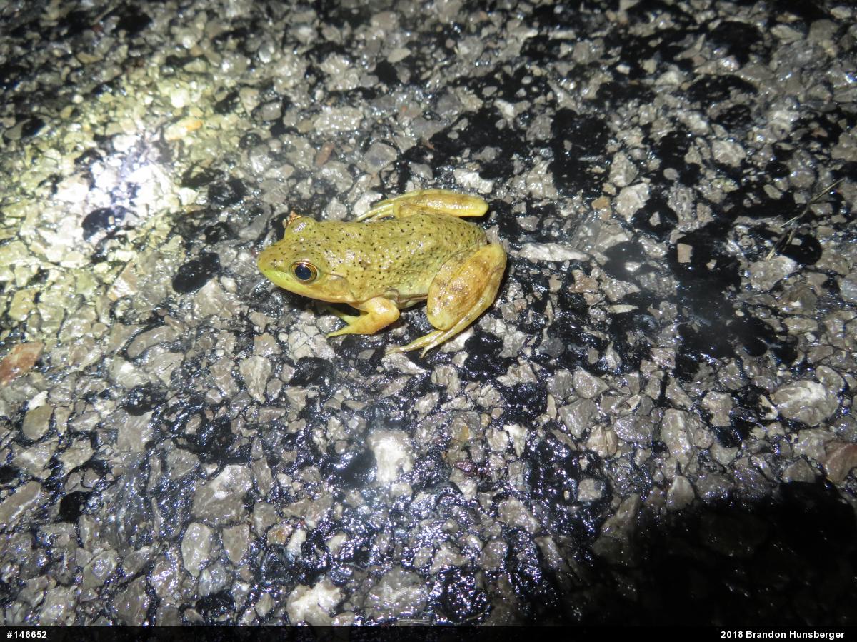 American Bullfrog
