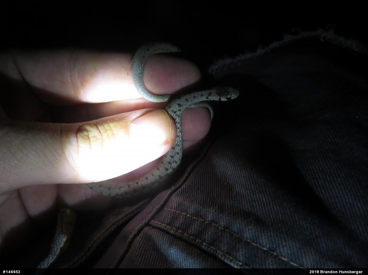 Dekay's Brownsnake