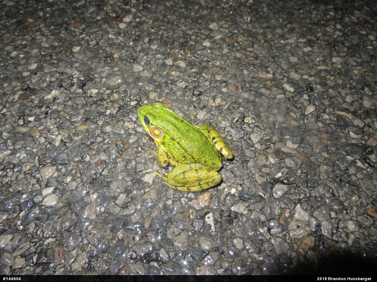 Green Frog