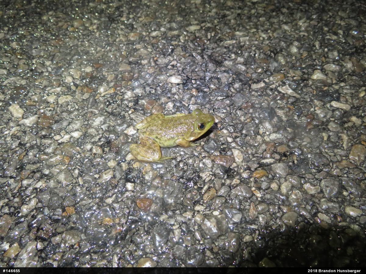 American Bullfrog