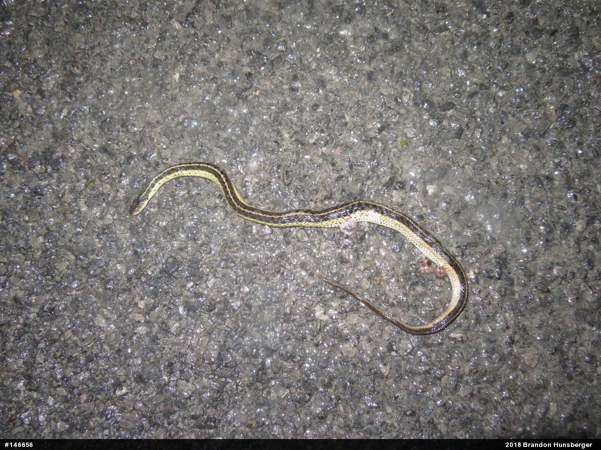Eastern Gartersnake