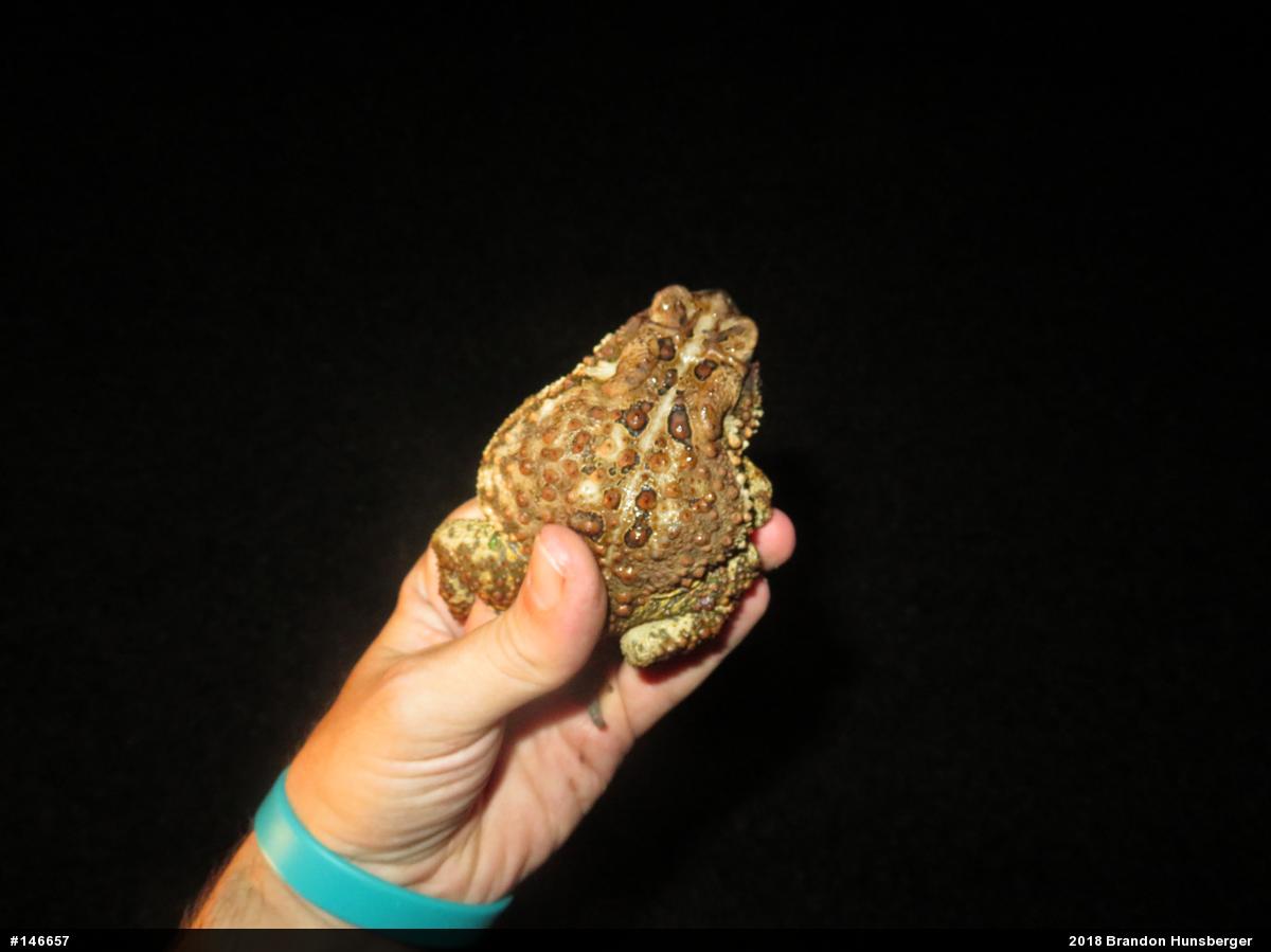 Eastern American Toad