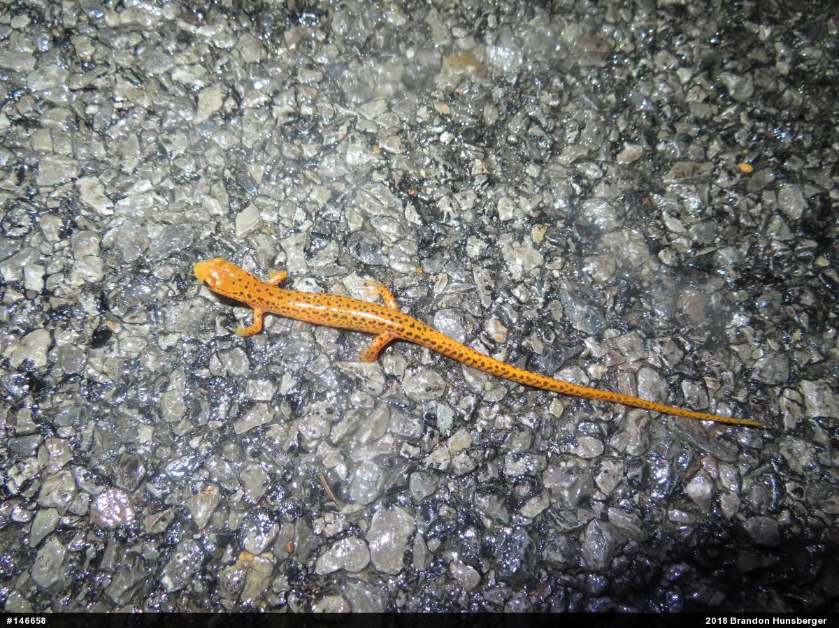 Eastern Long-tailed Salamander