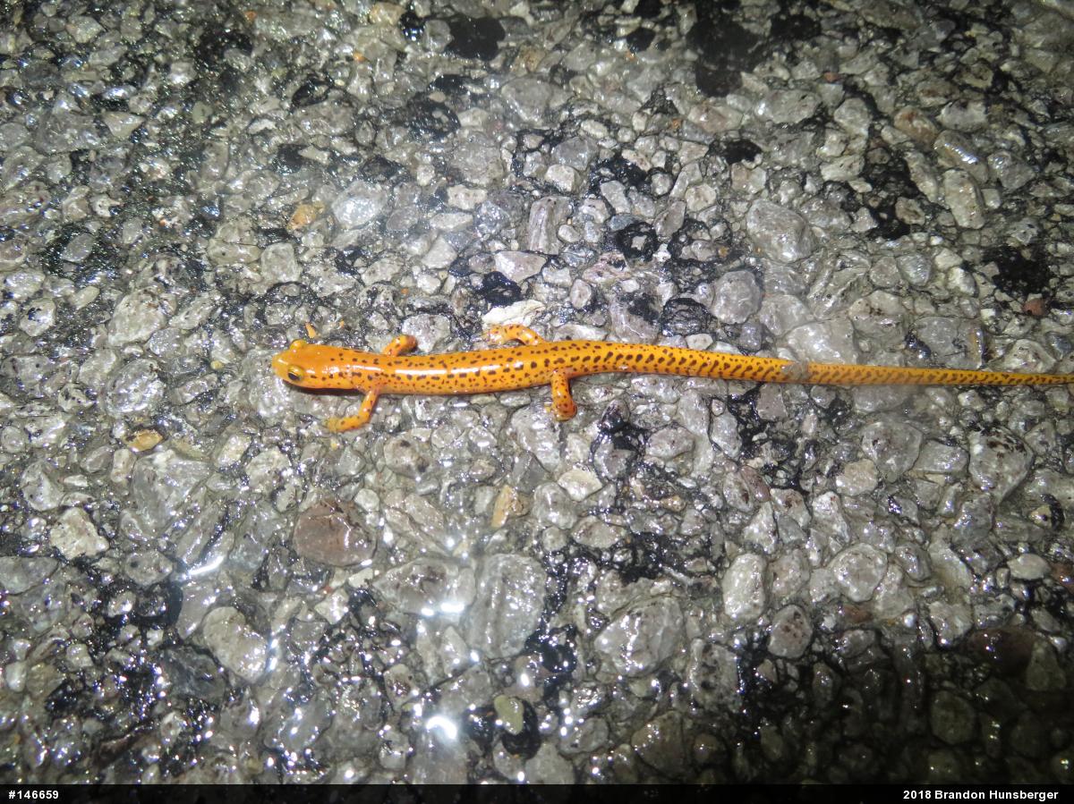 Eastern Long-tailed Salamander