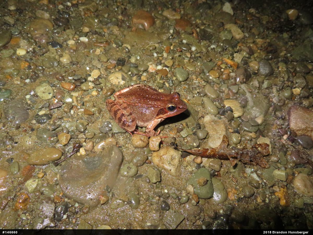 Wood Frog