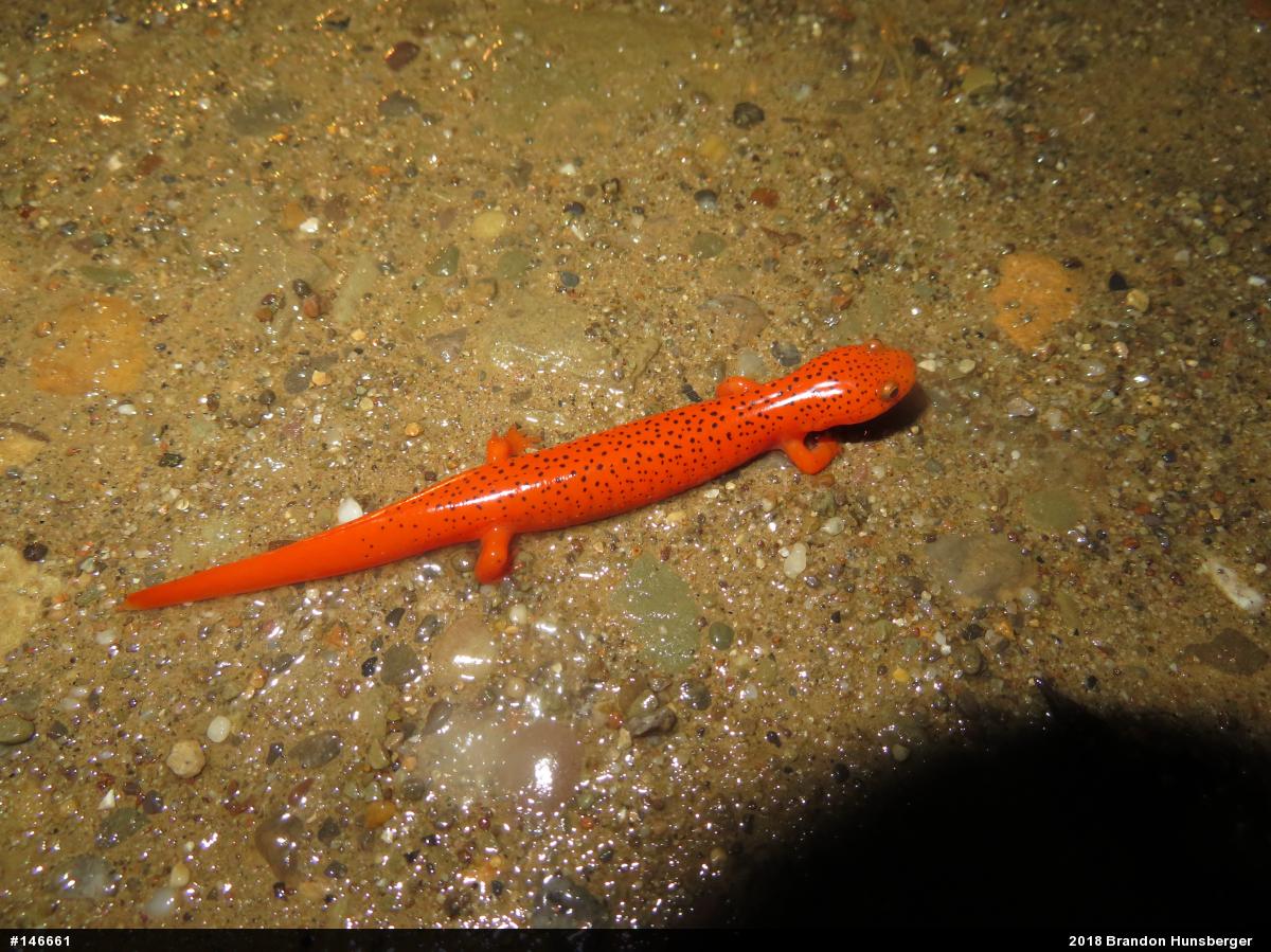 Northern Red Salamander