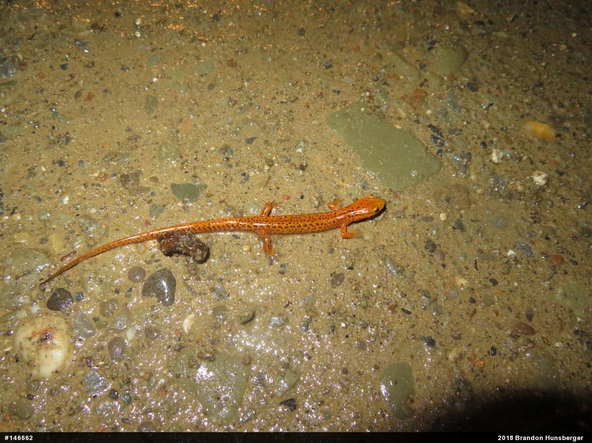 Eastern Long-tailed Salamander