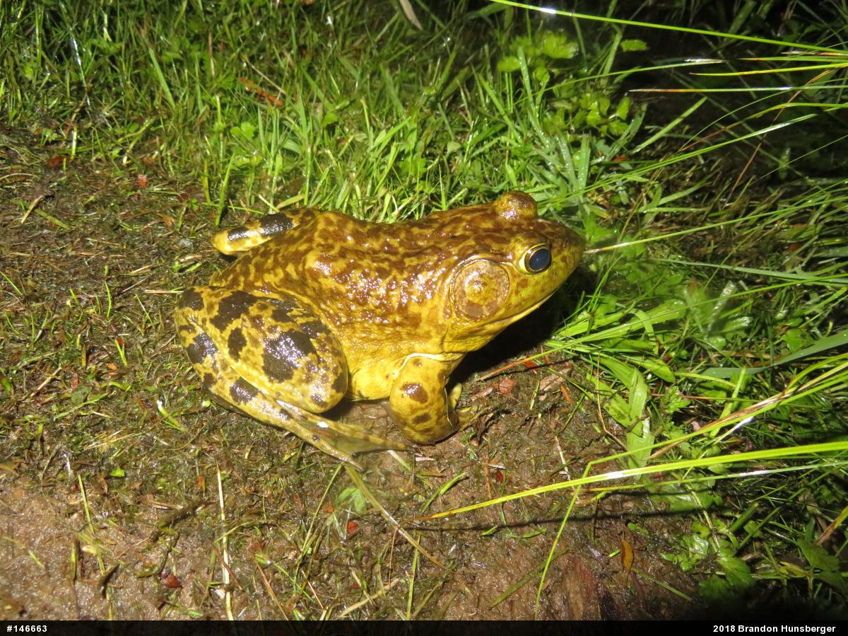 American Bullfrog