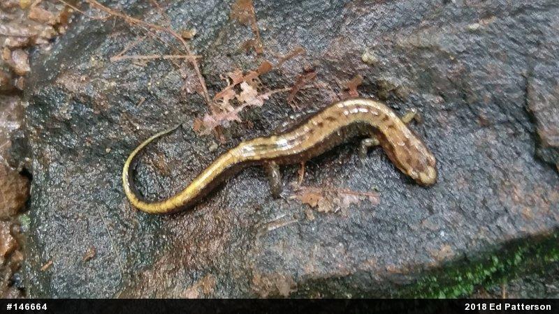 Allegheny Mountain Dusky Salamander