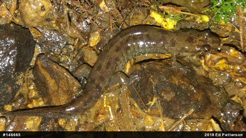 Seal Salamander