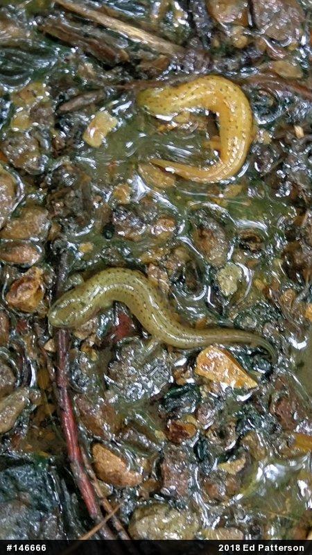 Northern Red Salamander
