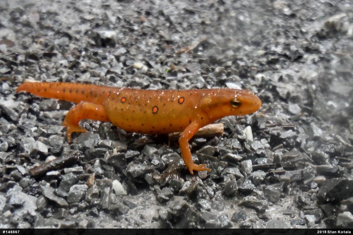 Red-spotted Newt