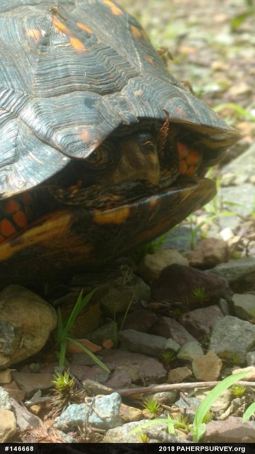Eastern Box Turtle