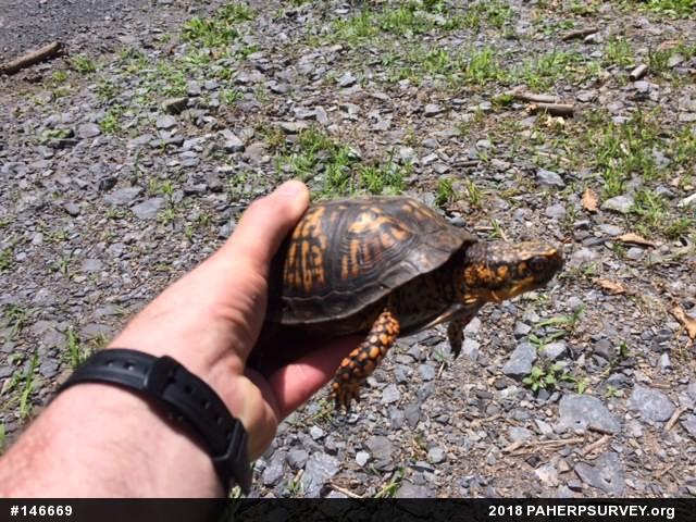 Eastern Box Turtle